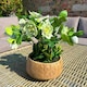 image 2 of Hellebore Plant in Pot - Plastic - L33 x W38 x H41 cm - Green/Taupe