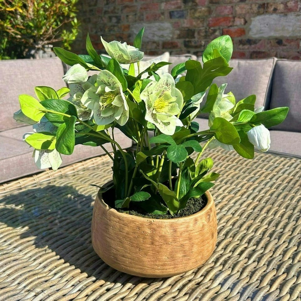 image 1 of Hellebore Plant in Pot - Plastic - L33 x W38 x H41 cm - Green/Taupe