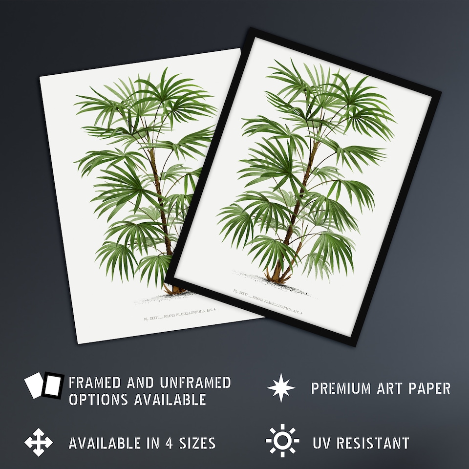 image 1 of Rhapis Flabelliformis Palm Tree Kerchove Wall Art Poster Print 12X16"