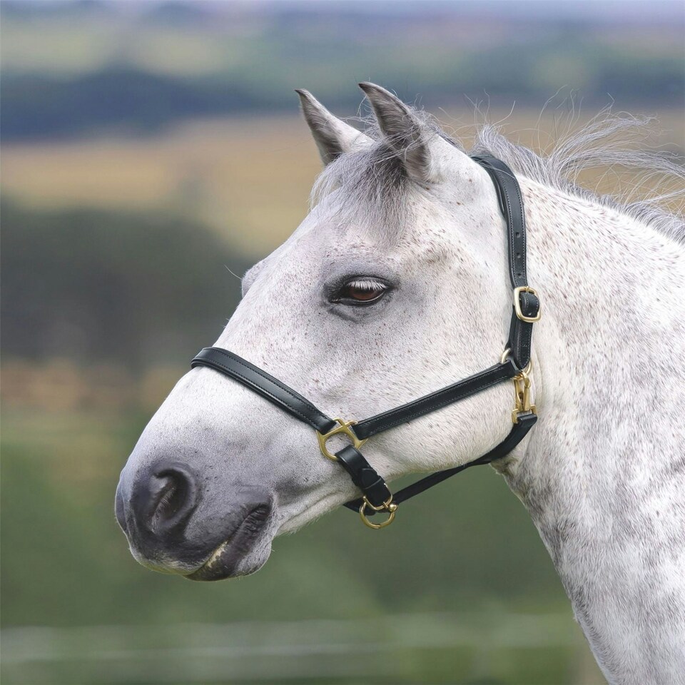image 1 of Shires Blenheim Ragley Lined Leather Headcollar Black | Size: X-Full
Colour: Black