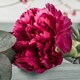 image 3 of Carnation Oscar Red Outdoor Plants 6 Pack 10.5cm | Multi