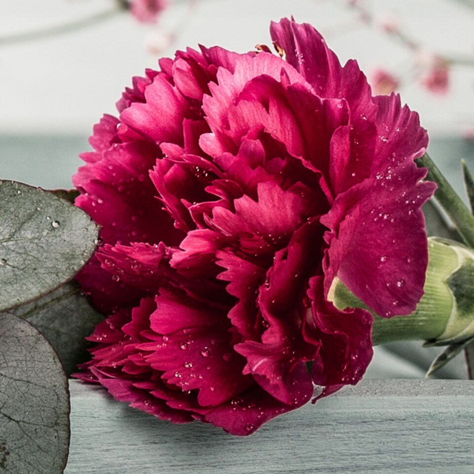 image 1 of Carnation Oscar Red Outdoor Plants 6 Pack 10.5cm | Multi