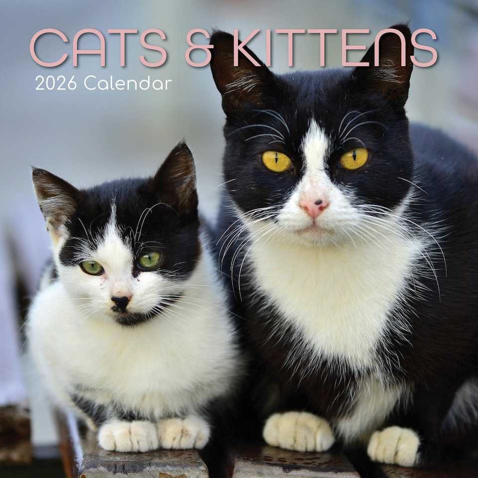 2026 Square Wall Calendar - Cats & Kittens
