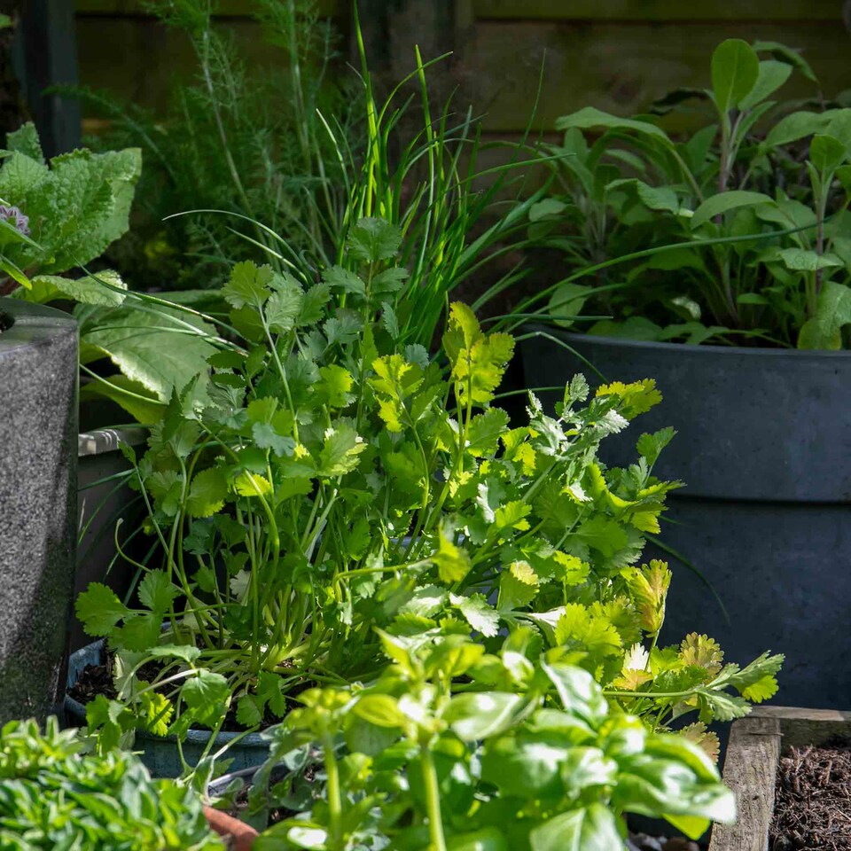 image 1 of Marshalls Garden Coriander Plant - 3 plug plants