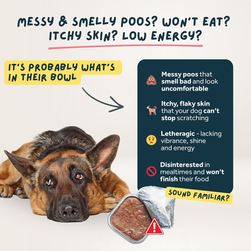 image 1 of Wilsons Mixed Fresh Dog Food Bundle Natural Healthy Complete Nutrition Pouches - 8x  380g Pouches