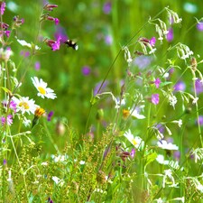 Pegdev 50g Woodland & Heavy Shade Wild Flower Grass Mix Seed for Meadow Gardens