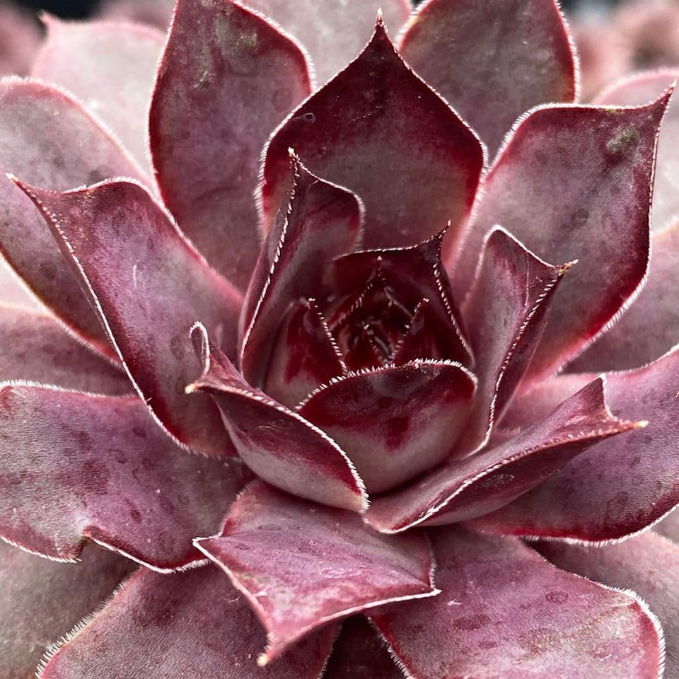 image 1 of Sempervivum Chick Charms Grape Galaxy Succulent - Silvery-Violet Aubergine Tips - Drought-Tolerant Evergreen - 9cm Pots