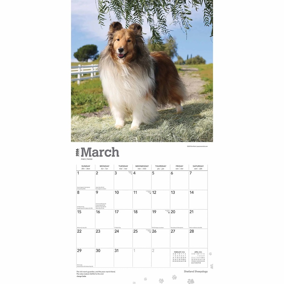 image 1 of Shetland Sheepdogs 2026 Square Flap Calendar