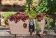 image 2 of Bat Plant Pot Hanger - L11 x W5.5 x H4.5 cm | Black