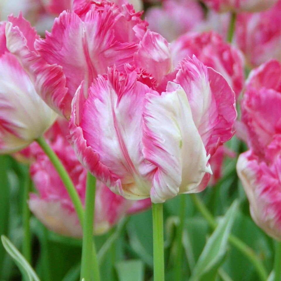 image 1 of Marshalls Garden Tulip 'Silver Parrot' - 8 x Bulbs (size 12+)