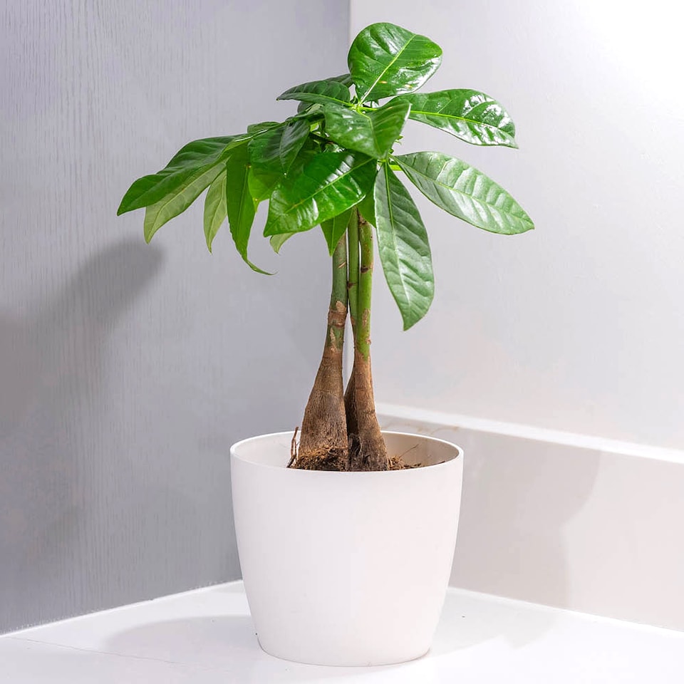 image 1 of YouGarden Pachira Aquatica 'Money Tree', Established Plant in 12cm Pot, Ready to Plant, Evergreen Air Purifying Plants