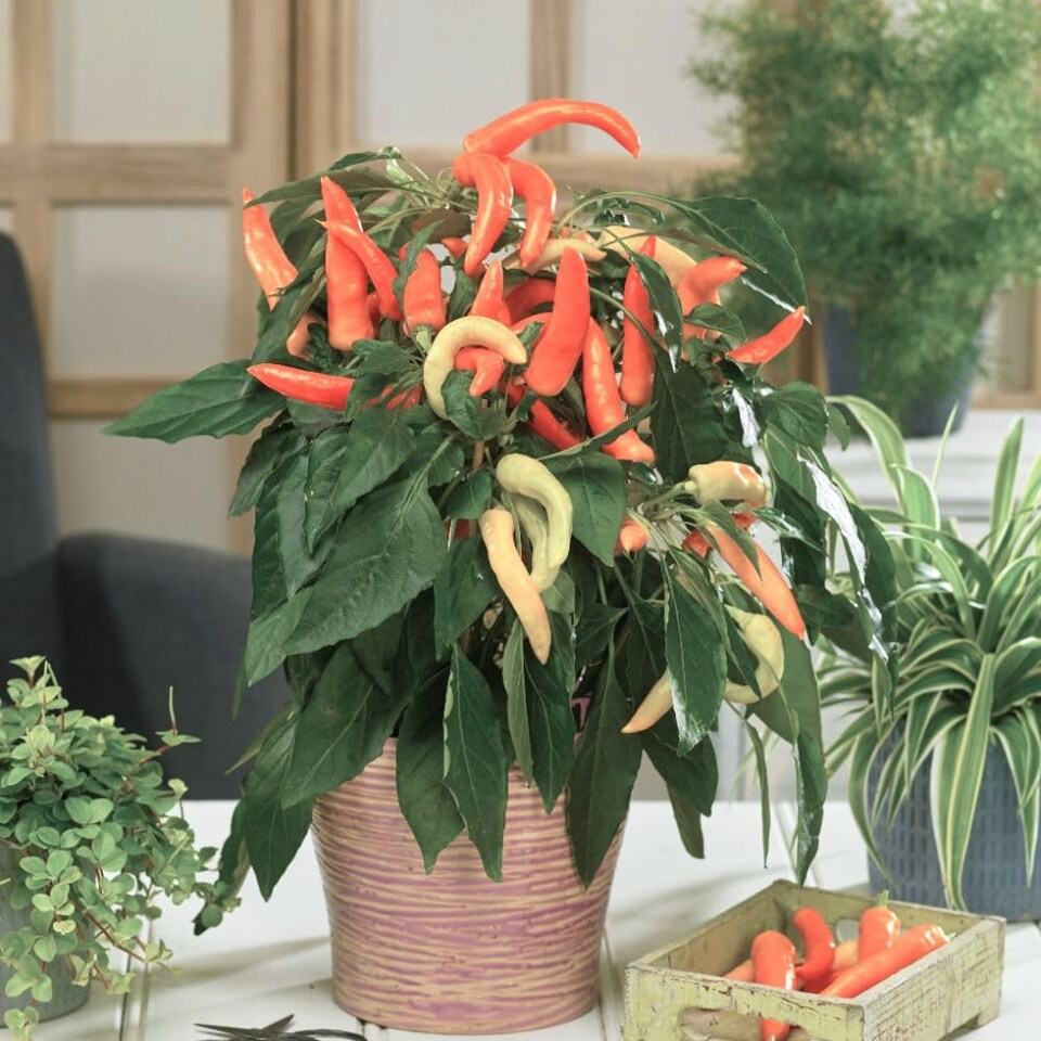 image 1 of Thompson & Morgan Mixed Chilli Pepper Plants - 6x 9cm Potted - Greenhouse Patio Kitchen Growing
