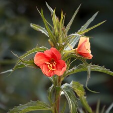 Oenothera Sunset Boulevard Perennial Flowers Tangerine to Crimson Blooms 1x 1L Potted Plant