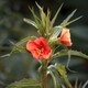 image 1 of Oenothera Sunset Boulevard Perennial Flowers Tangerine to Crimson Blooms 1x 1L Potted Plant
