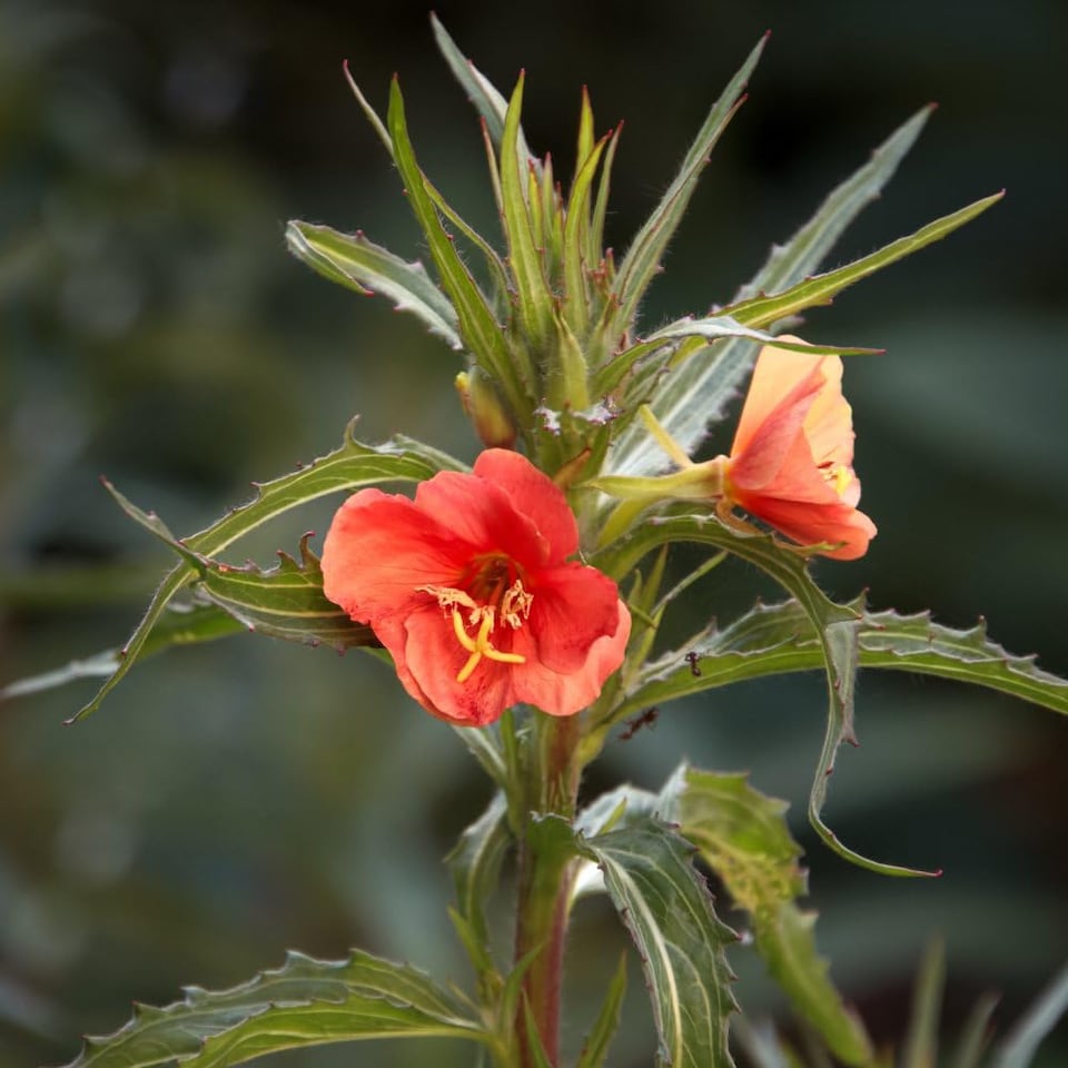 image 1 of Oenothera Sunset Boulevard Perennial Flowers Tangerine to Crimson Blooms 1x 1L Potted Plant