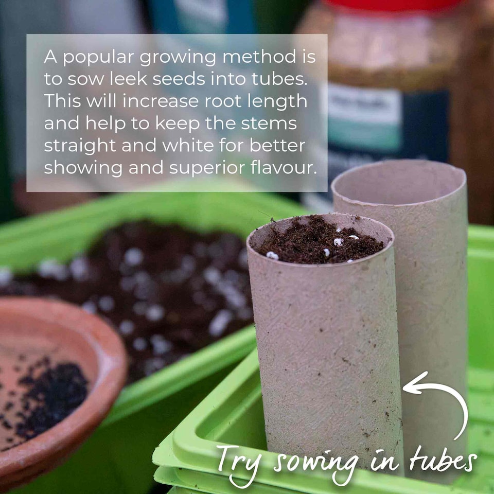 image 1 of Marshalls Garden Leek Seeds 'Lancaster' F1, 50 Seeds