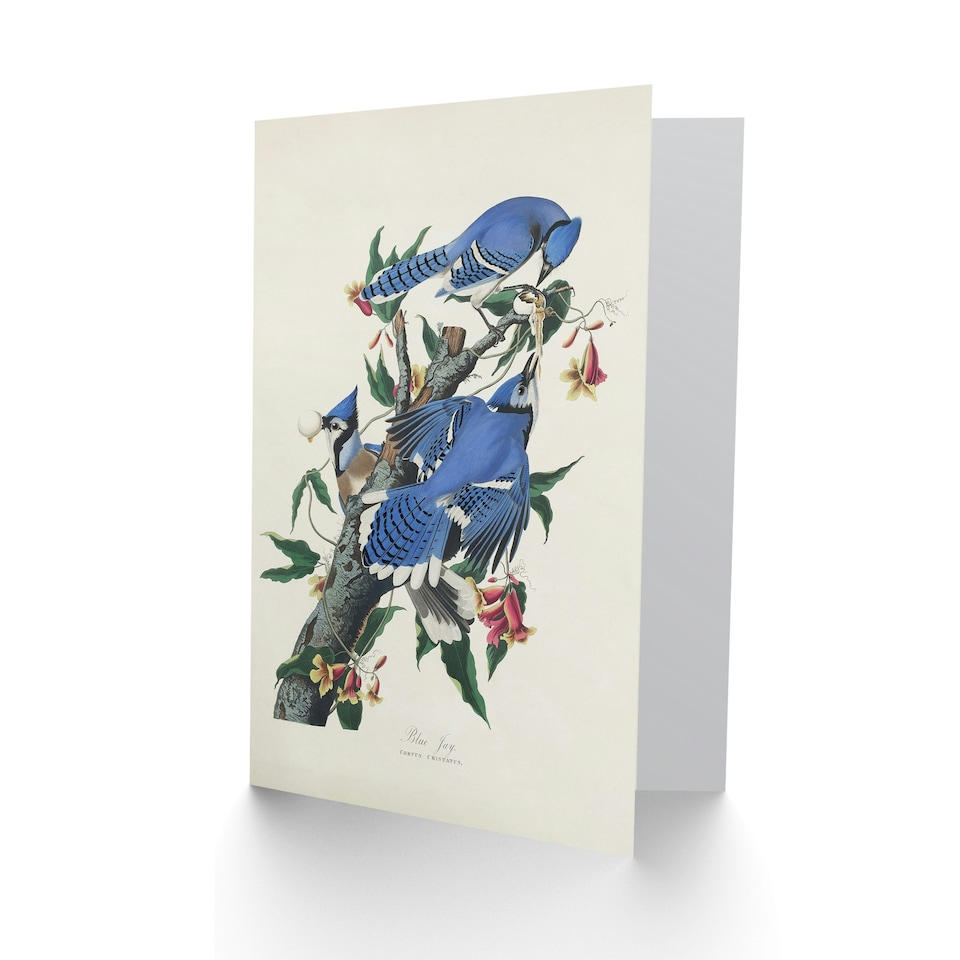 image 1 of John James Audubon Art Card Blue Jay and Trumpet Flowers