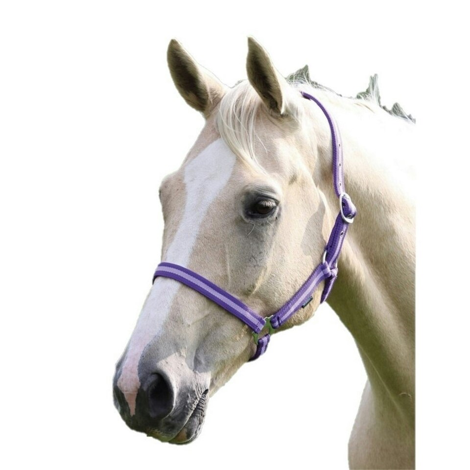 Wessex Horse Headcollar - Purple/Lilac - Cob