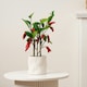 image 2 of 49Cm Chilli Plant In Ceramic Pot Green | One Size