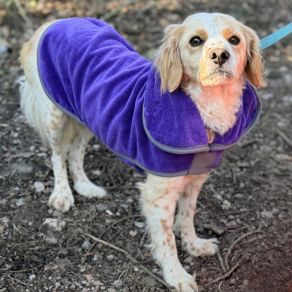 image 1 of Henry Wag Small Purple Dog Drying Coat