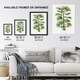 image 3 of Rhapis Flabelliformis Palm Tree Kerchove Wall Art Poster Print 12X16"