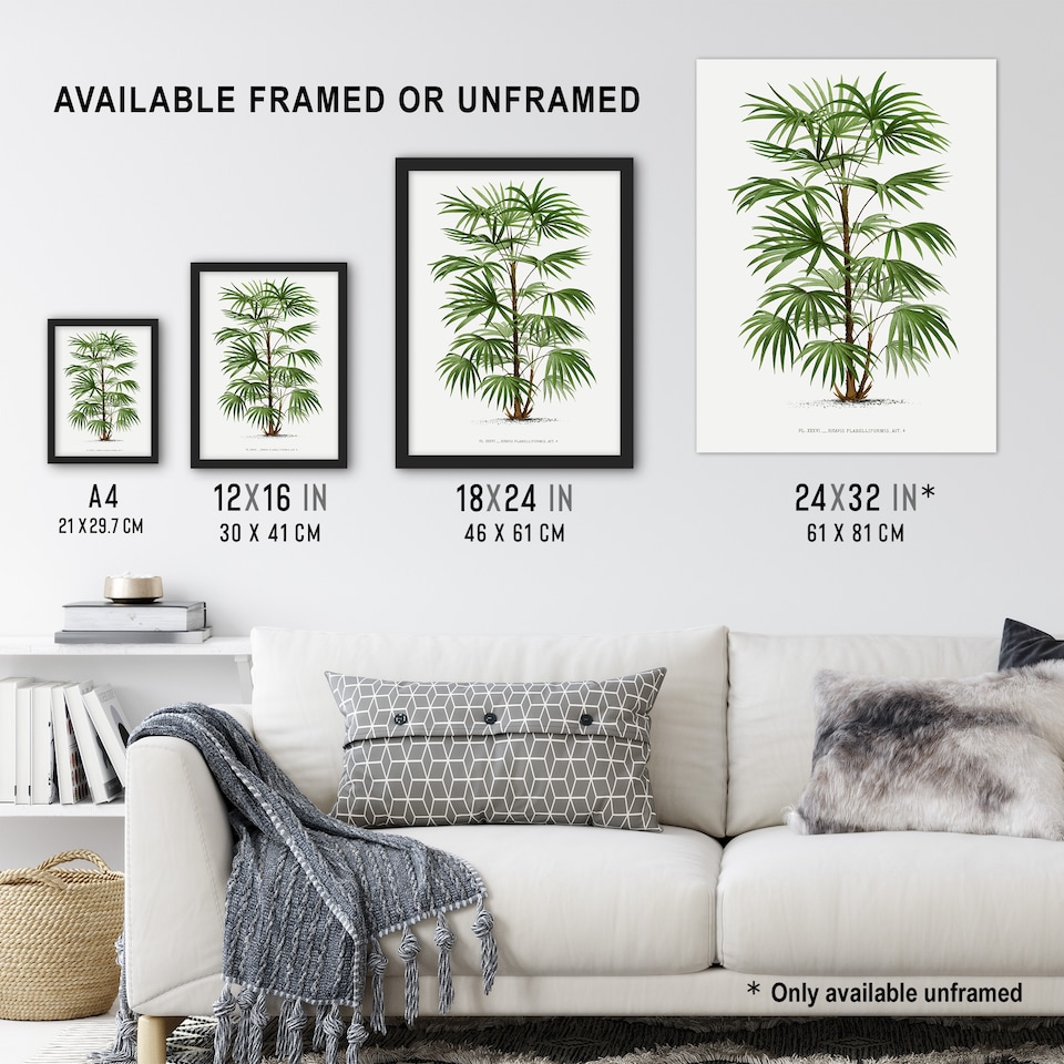 image 1 of Rhapis Flabelliformis Palm Tree Kerchove Wall Art Poster Print 12X16"