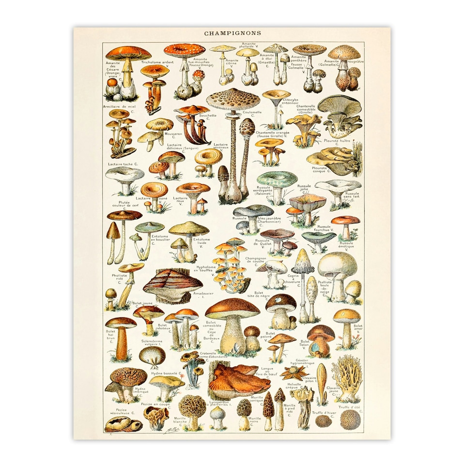 image 1 of Millot Encyclopedia Mushrooms Fungi Kitchen Wood Framed Wall Art Print