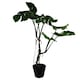 image 4 of Artificial Monstera Plant Twisted Cheese Plant 70cm Leaf Design UK Realistic Botanik