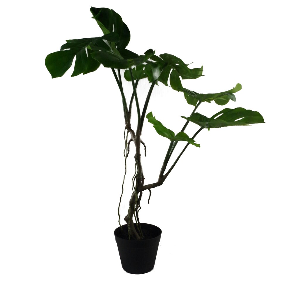 image 1 of Artificial Monstera Plant Twisted Cheese Plant 70cm Leaf Design UK Realistic Botanik