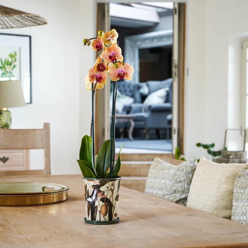 image 1 of Kew Botanical Retreat Planter with Saucer - Mild Steel - L14 x W14 x H16 cm - Green | Green