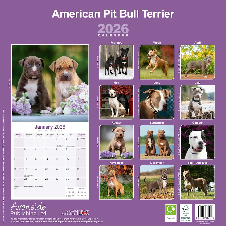 image 1 of American Pit Bull Terrier 2026 Calendar | Square Wall Calendar | Dog Breed Gift | Plastic Free Packaging | by Avonside Publishing