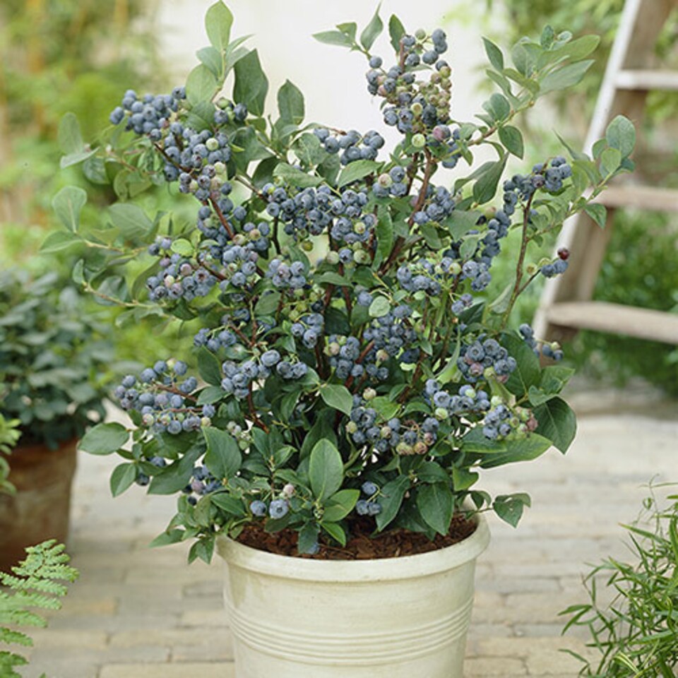 image 1 of You Garden - 3 x Blueberry Bushes in 9cm Pots - 3 Varieties 'Hanover' 'Blueray' 'Ozark Blue' Superfruit Blueberry Plants