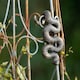 image 1 of Pot Buddies Garden Pot Décor Bronze Boa Contrictor 