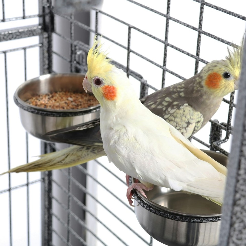 image 1 of Yaheetech 160 cm Tall Open Playtop Extra Large Bird Cage Black