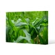 image 1 of Green Leaves corn fields as background (Canvas Print) 101 x 77 x 4cm