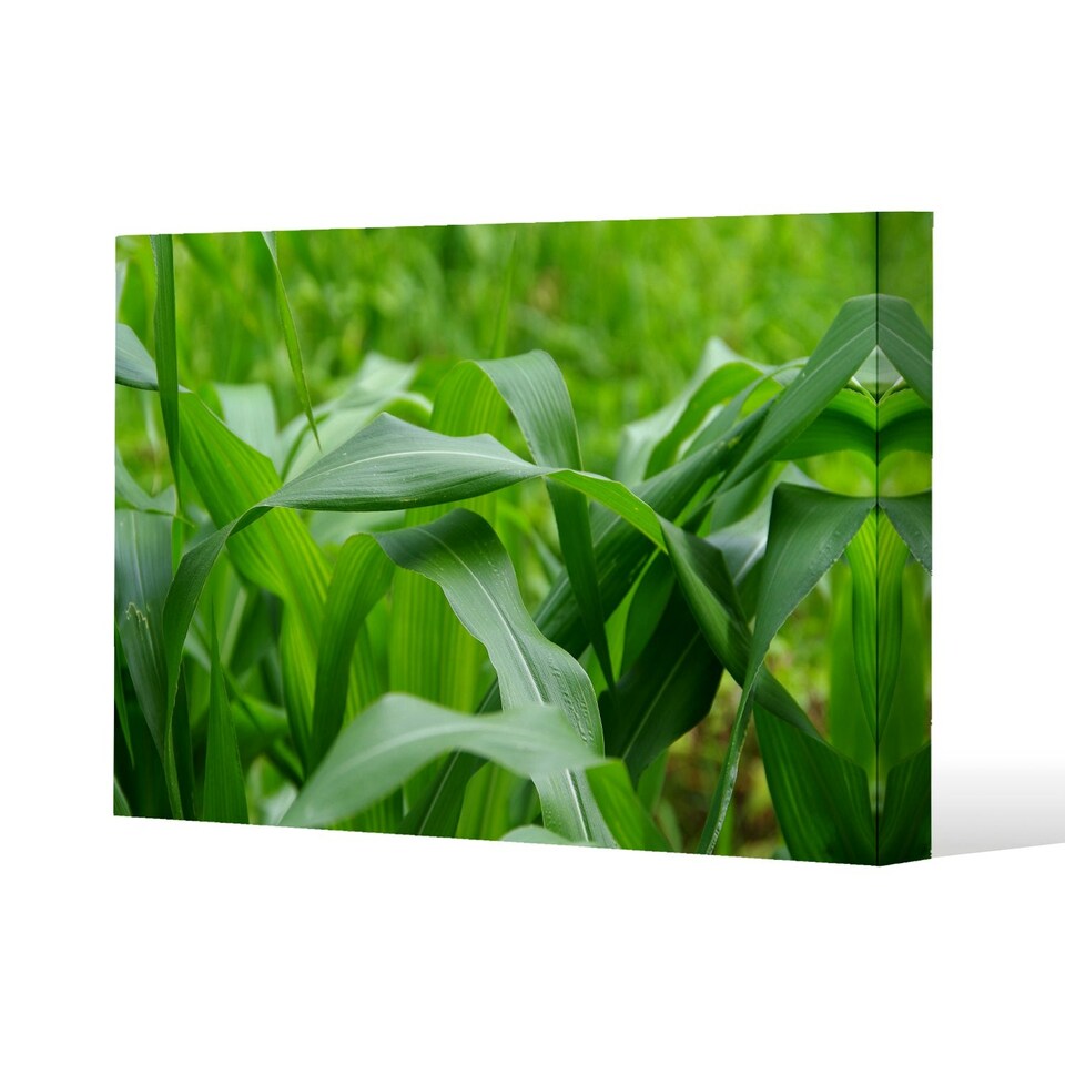 image 1 of Green Leaves corn fields as background (Canvas Print) 101 x 77 x 4cm