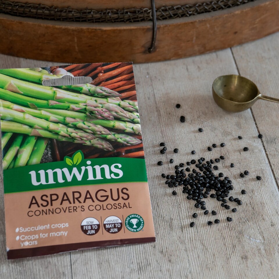 image 1 of Asparagus Connover's Colossal | Multi | Purple