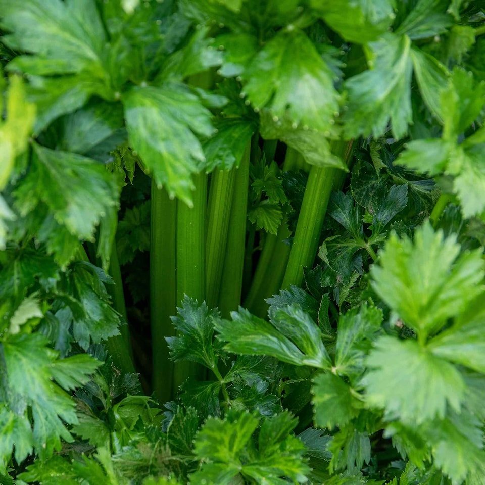 image 1 of Marshalls Garden Celery Seeds Loretta F1 200 seeds