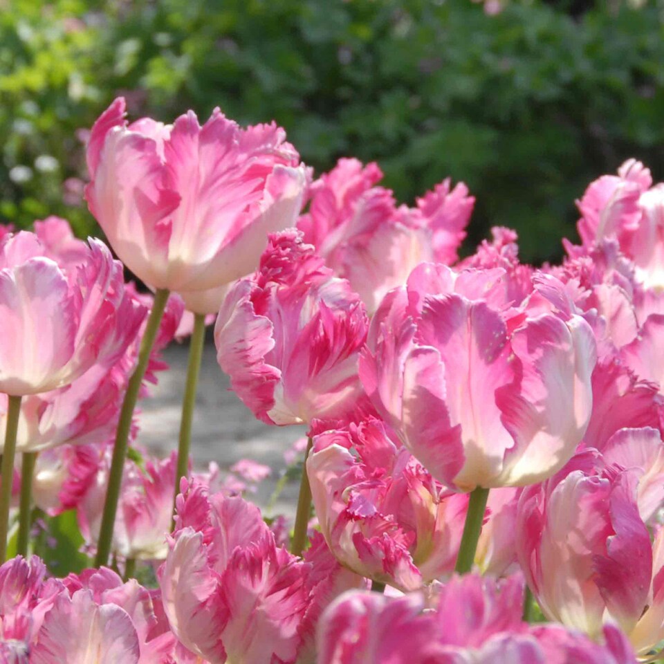 image 1 of Marshalls Garden Tulip 'Silver Parrot' - 8 x Bulbs (size 12+)