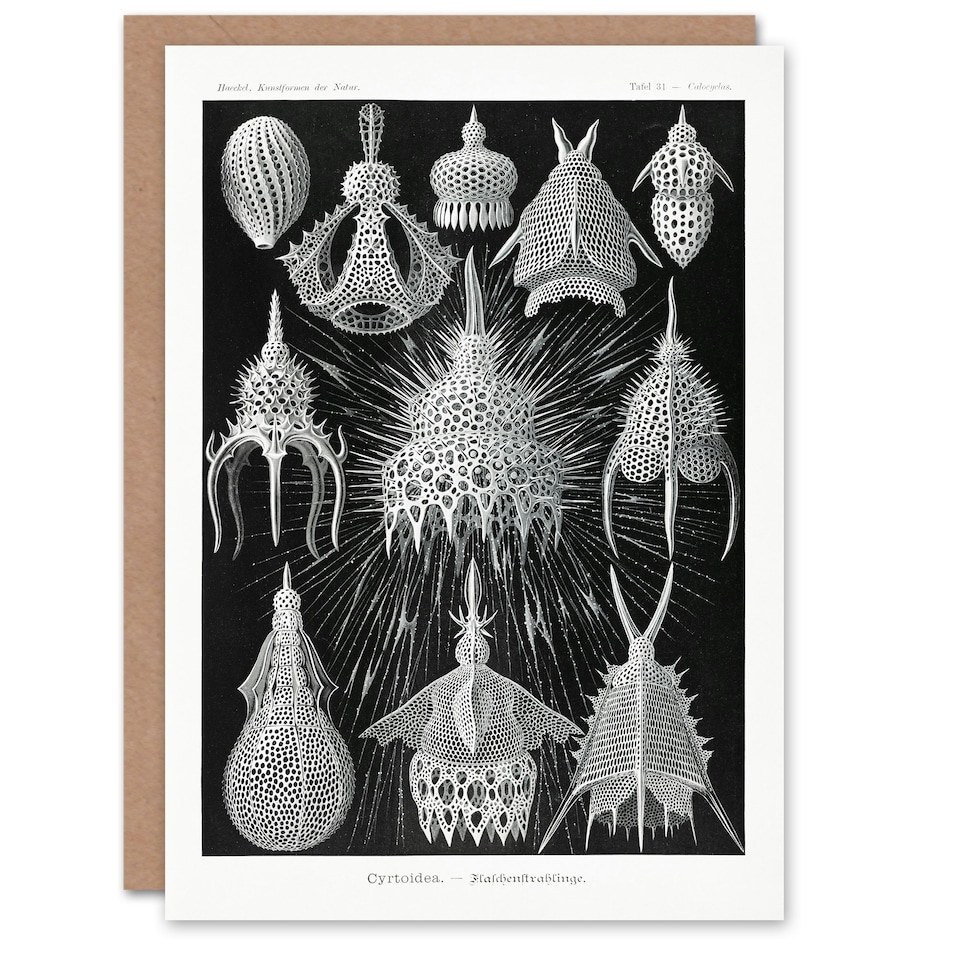 image 1 of Ernst Haeckel Art Card Crytoidea Marine Microorganisms