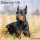 image 1 of Doberman (US) 2026 Calendar | Square Wall Calendar | Dog Breed Gift | Plastic Free Packaging | by Avonside Publishing