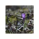 image 1 of autumn flower bloom in nature Designer Splash Back | White