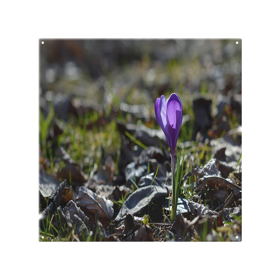 image 1 of autumn flower bloom in nature Designer Splash Back | White