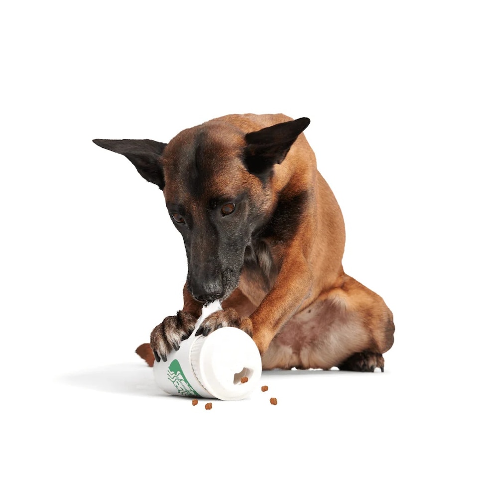 image 1 of BARK Pupkin Spice Yappucino Dog Toy
