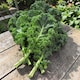 image 2 of Carbeth Plants Kale Dwarf Green Curled Vegetable Plant - 6 pack - Easy Grow Kitchen Garden
