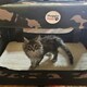 image 5 of HugglePets Fabric Crate Foldable Pet Carrier Purple | XL