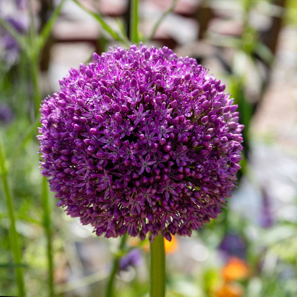 image 1 of Marshalls Garden Allium 'Purple Sensation' Bulbs, 10 Pack