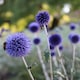 image 4 of Carbeth Plants 2 x Echinops Ritro in 1L Pot - Small Globe Thistle - Ideal for Beds and Borders