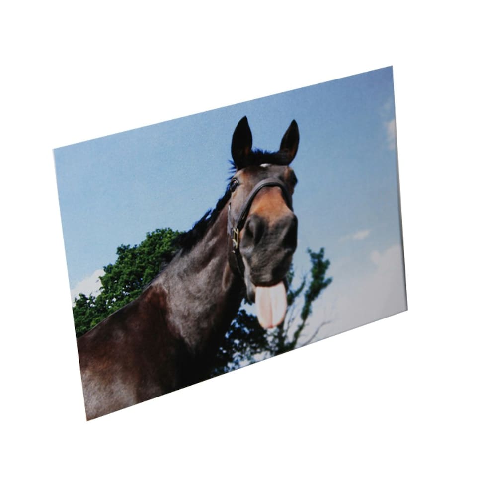 Kevin Milner Countryside Funny Horse Greetings Card - Multicoloured - One Size