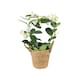 image 4 of Stephanotis Jasmine Hoop  Fragrant Indoor Flowering Plant in 12cm White Ceramic Pot